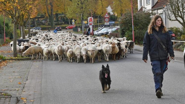 Unterwegs mit 1000 Schafen: Marthe Lohse ist Schäferin aus Leidenschaft.