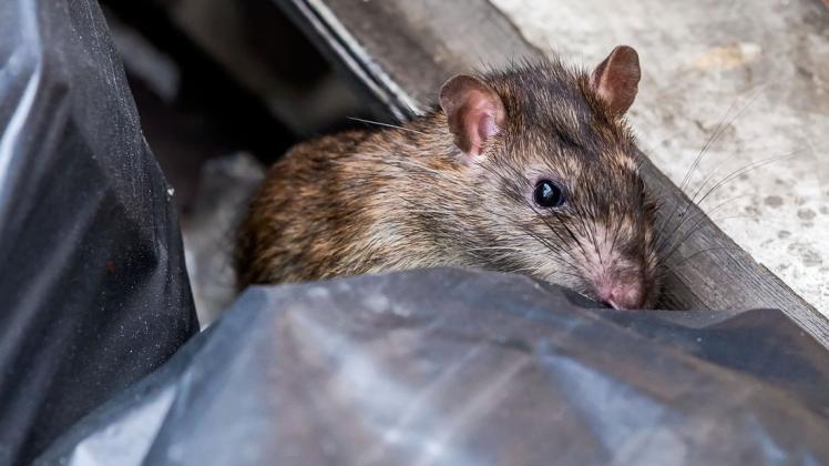 Ratten sind in Wohnhäusern meist keine gern gesehenen Gäste.