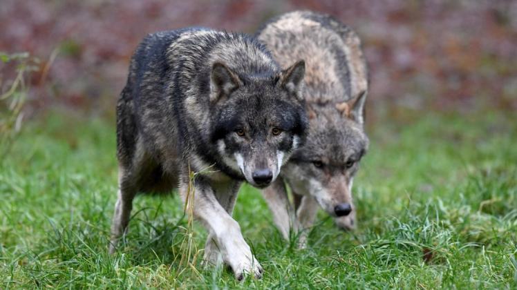 Wölfe sind in Brockum (Kreis Diepholz) und in Hunteburg (Landkreis Osnabrück) beobachtet worden, als sie aus Maisfeldern flüchteten.  (Symbolfoto)