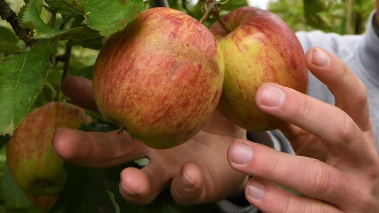 Um den Apfel drehte sich einiges beim Ernährungsprojekt an der Grundschule Vörden.