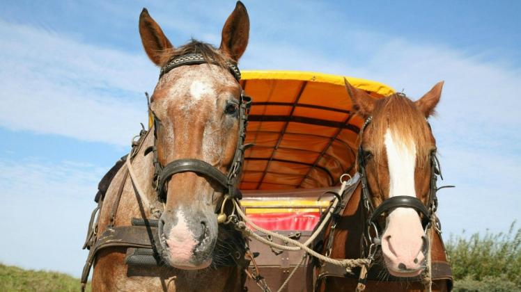 Die Tierrechtsorganisation „Peta“ meint: Pferden vor Kutschen werde eine tiergerechte Lebensweise verwehrt.