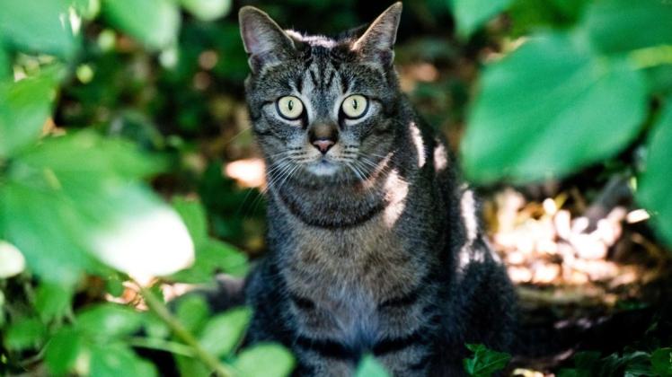 Vor allem wilde Katzen sorgen im Amt Boizenburg-Land für gestiegene Kosten bei Fundtieren. Werden die Tiere gemeldet, muss die Verwaltung handeln.