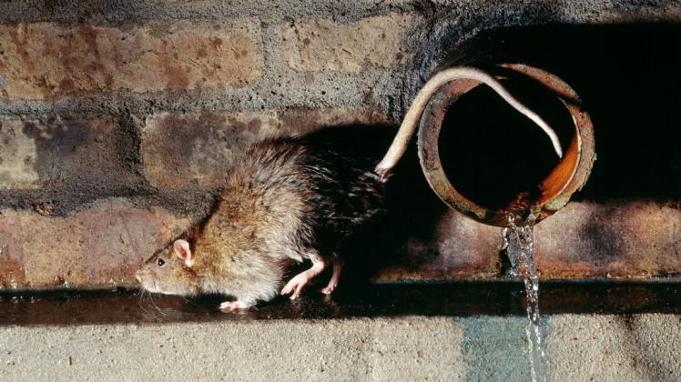 Ratten fühlen sich vor allem von Essensresten angezogen