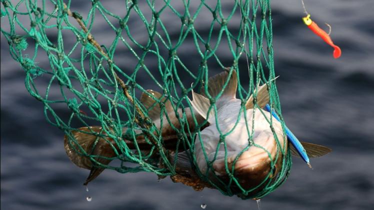 Der Ostsee-Dorsch ist von den neuen Fangquoten 2022 am stärksten betroffen. Er darf nur noch als Beifang in geringen Mengen befischt werden.