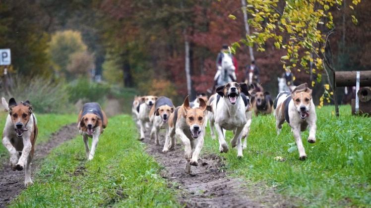 Rasante Foxhounds: Im Gegensatz zu Jagdhundrassen wie zum Beispiel Vorstehhunden, die eng mit dem Menschen zusammenarbeiten, sind Meutehunde sehr selbstständige Jäger. Ihr Credo: Spur erschnüffeln und kilometerweit verfolgen.