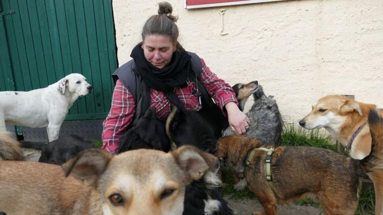 So viele Hunde wie seit zehn Jahren nicht mehr: 32 Vierbeiner halten Tierheimleiterin Meike Jaworski und ihr Team auf Trab.
