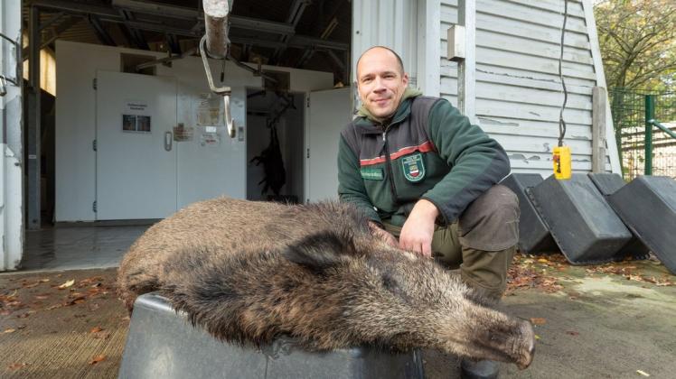 Auch in diesem Jahr wird wieder in der Rostocker Heide geschossenes Wild verkauft. Hier Revierförster Christoph Willert 2020 mit einem Wildschwein, das ein Kollege in Wiethagen angeliefert hatte.