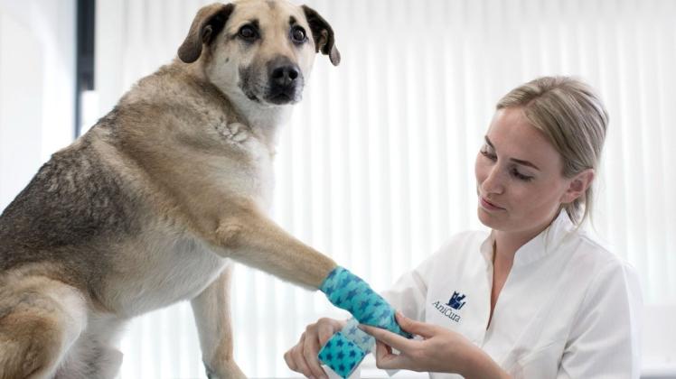 Neues aus der Region Quickborn: Tierklinik ausgezeichnet | SHZ