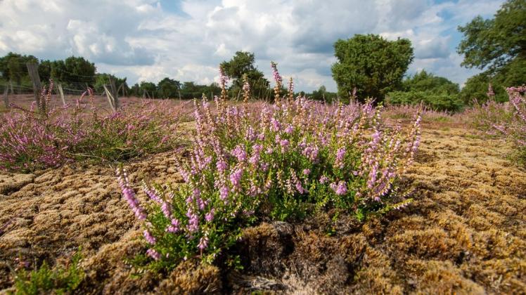 Die Heidelandschaften des Emslandes stehen vielfach unter Schutz. Auch um sie geht es beim Niedersächsischen Weg und der ökologischen Station.