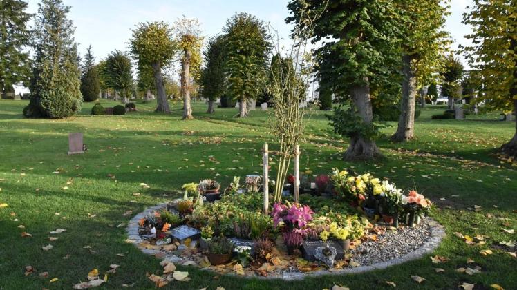 Gräber unter einem Baum: Diese neue Bestattungsform auf dem Friedhof in Sternberg wird gut angenommen.