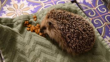 Noch ist Igelmädchen Hermine ein Leichtgewicht, aber in wenige Wochen dürfte sie die 500-Gramm-Marke geknackt haben.