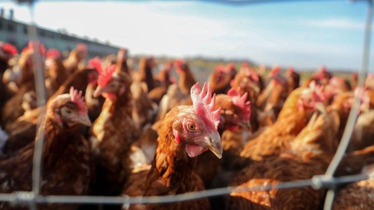 Nachdem in Friesoythe im Landkreis Cloppenburg Fälle der Geflügelpest aufgetreten sind, ordnet der Landkreis Emsland ab Sonntag, 14. November, eine Stallpflicht für Geflügel an. Nachdem in Friesoythe im Landkreis Cloppenburg Fälle der Geflügelpest aufgetreten sind, ordnet der Landkreis Emsland ab Sonntag, 14. November, eine Stallpflicht für Geflügel an.