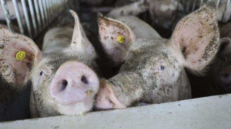 Schweine in einem Offenstall in der Nähe von Rheda-Wiedenbrück.