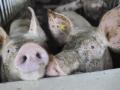 Schweine in einem Offenstall in der Nähe von Rheda-Wiedenbrück.