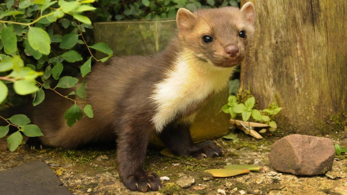 So erkennen Sie Kot von Marder, Igel, Katze und Fuchs im Garten