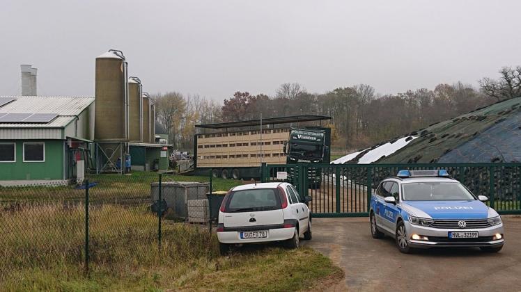 Als Reaktion auf den Ausbruch der Afrikanischen Schweinepest (ASP) in einem Nutztierbestand im Landkreis Rostock müssen jetzt mehrere Tausend Schweine getötet und entsorgt werden.