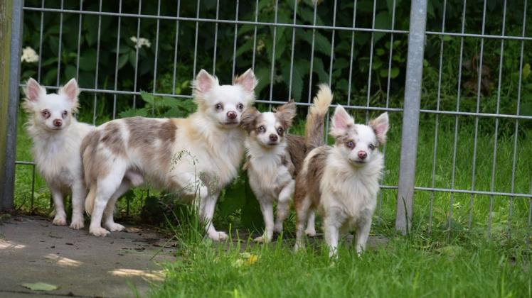 Tierheim Weidefeld päppelte Chihuahuas auf und sie | SHZ