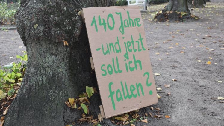 Nach massiven Bürgerprotesten wird es wohl nicht zur Fällung der fünf 140 Jahre alten Linden im Rostocker Rosengarten kommen.