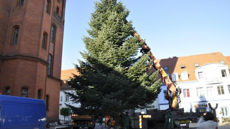 Ist vor dem Perleberger Rathaus angekommen: der diesjährige Weihnachtsbaum.