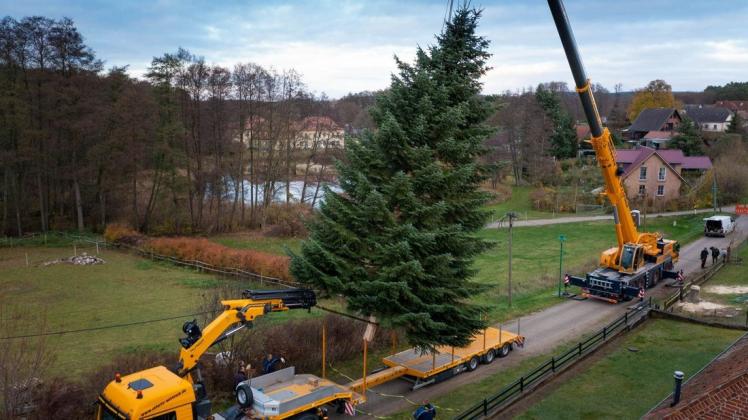 Ein Weihnachtsbaum für den Landtag in Schwerin. In dem kleinen Ort Gneven wuchs über 40 Jahre eine Küstentanne heran. Jetzt gelangt sie per Tieflader  vor das Schweriner Schloss.