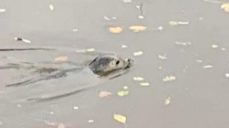 Seltener Gast: Ein Seehund schwamm im Hafenbecken in Elmshorn.