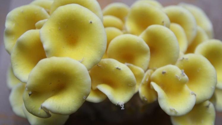 Die Pilze sind auf dem Nährboden aus Kaffeesatz richtig groß geworden. Diese Sorte heißt Limonensaitlinge. Die Pilze sind auf dem Nährboden aus Kaffeesatz richtig groß geworden. Diese Sorte heißt Limonensaitlinge.