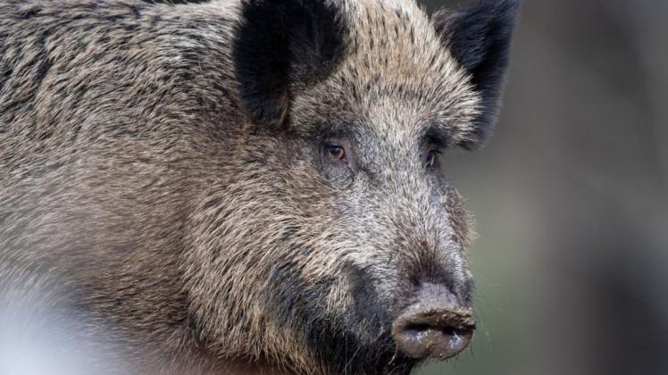 Die größte Gefahr der Übertragung der Afrikanischen Schweinepest droht aktuell durch Wildschweine.