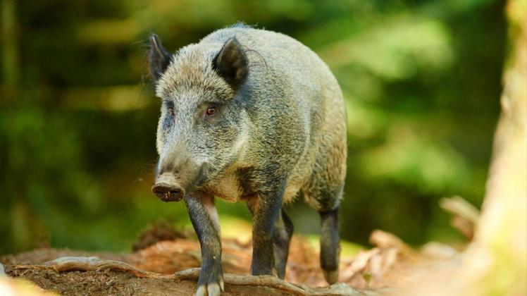Die Wälder am Stadtrand von Schwerin sind für Wildschweine schon lange ein idealer Lebensraum.