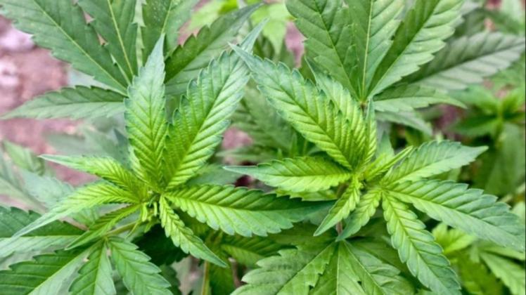 Eine illegale Cannabis-Plantage auf einem privaten Gelände.