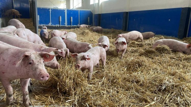 Der Ausbruch der Afrikanischen Schweinepest im Landkreis Ludwigslust-Parchim sorgt die Schweinebauern der Region. Außerhalb der Restriktionszone liegt etwa das Gut Rögnitztal in Vielank, wo es seit 2020 die Strohschweine gibt. Vorsichtsmaßnahmen sind hier schon lange hochgefahren.