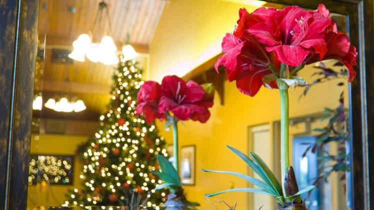 Eine blühende Amaryllis gehört für viele zur Weihnachtsdeko: So klappt es mit der Blüte zum Fest.