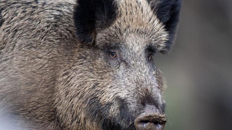 Verdacht bestätigt: Es gibt einen weiteren Fall der Afrikanischen Schweinepest.