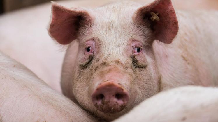 Die Lage der Schweinebauern im Landkreis Ludwigslust-Parchim ist ernst. Viele haben große Sorgen.