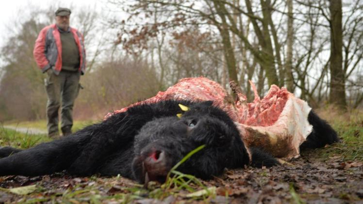 Nachdenklich blickt Frank Forstreuter auf den Kadaver des Kalbs, dass mit hoher Wahrscheinlichkeit von mehreren Wölfen gerissen worden ist. Nachdenklich blickt Frank Forstreuter auf den Kadaver des Kalbs, dass mit hoher Wahrscheinlichkeit von mehreren Wölfen gerissen worden ist.