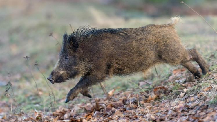 Bei der Suche in der Pufferzone ist bisher kein infiziertes Wildschwein in der Prignitz entdeckt worden.