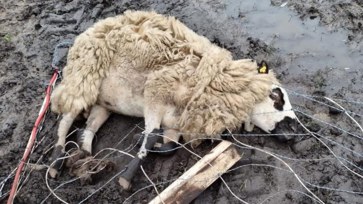 Vermutlich auf der Flucht in einem Zaun verfangen hat sich dieses Schaf, das von Büter aufgrund der Verletzungen getötet werden musste.