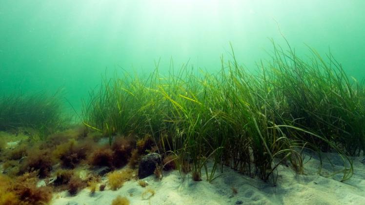 Ein internationales Forscherteam hat sich jetzt den Seegraswiesen gewidmet. Dabei ging es um deren Bedeutung bei der Reduktion von Kohlendioxid.