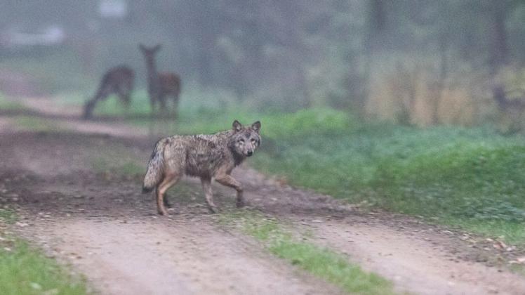 Ein Wolf durchstreift das Nordhorner Revier. Hauptnahrungsquelle für Wölfe sind Wildtiere, wie hier im Hintergrund zu sehen. Rund fünf Kilogramm Fleisch benötigt ein ausgewachsener Wolf täglich. Ein Wolf durchstreift das Nordhorner Revier. Hauptnahrungsquelle für Wölfe sind Wildtiere, wie hier im Hintergrund zu sehen. Rund fünf Kilogramm Fleisch benötigt ein ausgewachsener Wolf täglich.