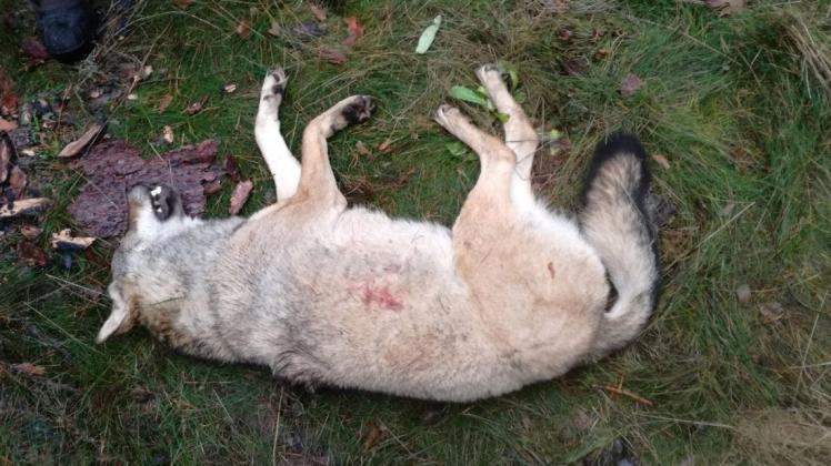 Der erschossene Wolf nahe der Ortschaft Trebs. Der Kadaver wird derzeit untersucht. Der Jäger behauptet, das Tier wäre krank gewesen, er wollte es von seinen Leiden erlösen.