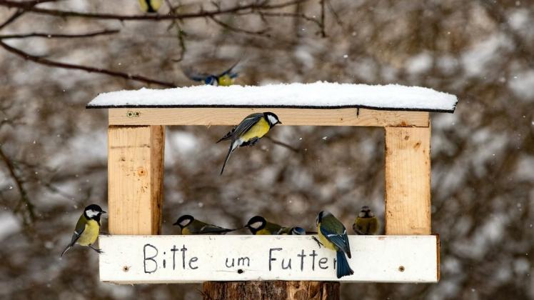 Die Aktion Stunde der Wintervögel des Nabu wird im Januar zum zwölften Mal eingeläutet. Der Förderverein Biosphäre Elbe aus Boizenburg unterstützt die Aktion.