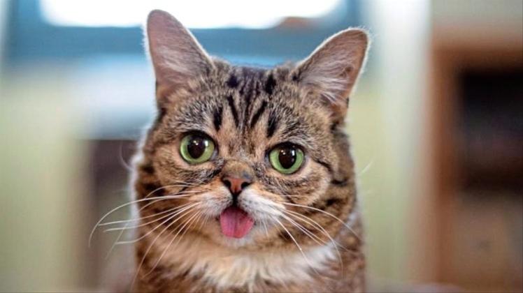 Die Katze Lil Bub. Zwei seltene genetische Veränderungen lassen die von Millionen Internetnutzern bestaunte Katze Lil Bub besonders putzig aussehen. 
