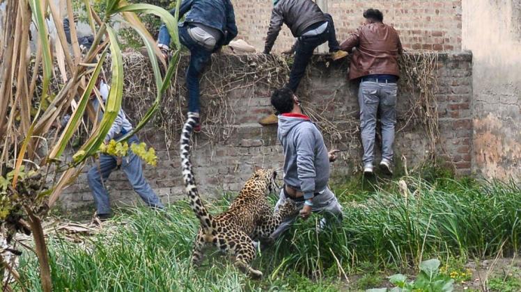 Der wild lebende Leopard griff mehrere Menschen an, verletzte aber keinen schwer. Foto: AFP/SHAMMI MEHRA
