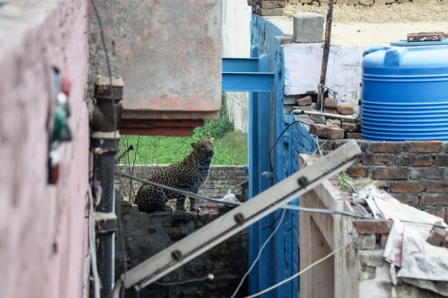 Nahe eines Hauses war er entdeckt worden. Die Nachricht, dass ein Leopard frei herumläuft, verbreitete sich schnell. Foto: AFP/SHAMMI MEHRA