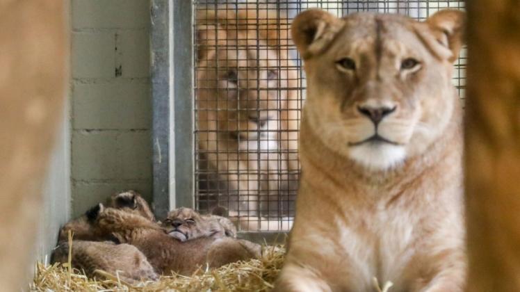 Da war die Löwenwelt noch in Ordnung: Löwenmutter Kigali und ihre fünf Jungtiere im Leipziger Zoo. Foto: dpa/Jan Woitas