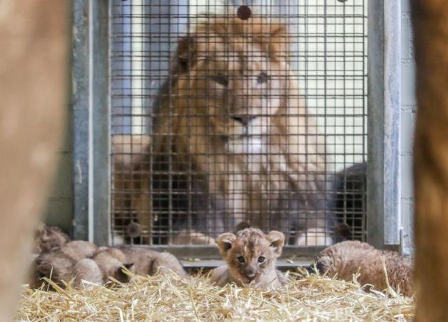 Löwenvater Majo soll die Jungtiere beschützen. Foto: dpa/Jan Woitas