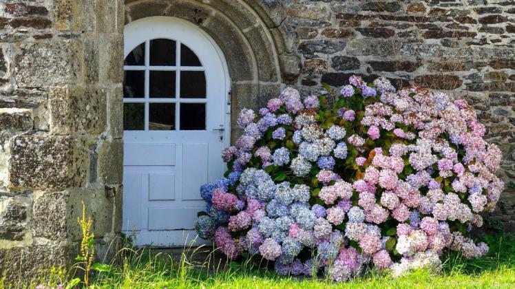 Die üppig blühenden Hortensien verschönern jeden Garten.