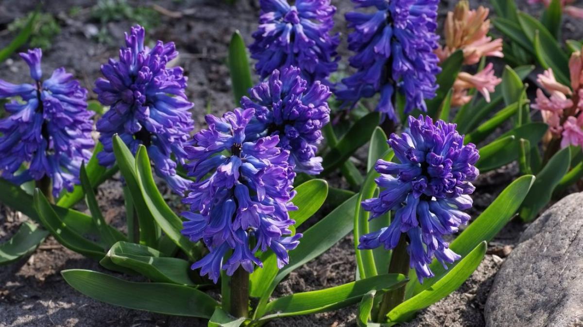Hyazinthen im Haus und Garten Wann Sie pflanzen sollten NOZ