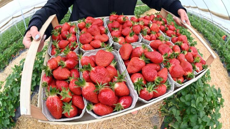 Wieso sind Erdbeeren gerade so teuer?