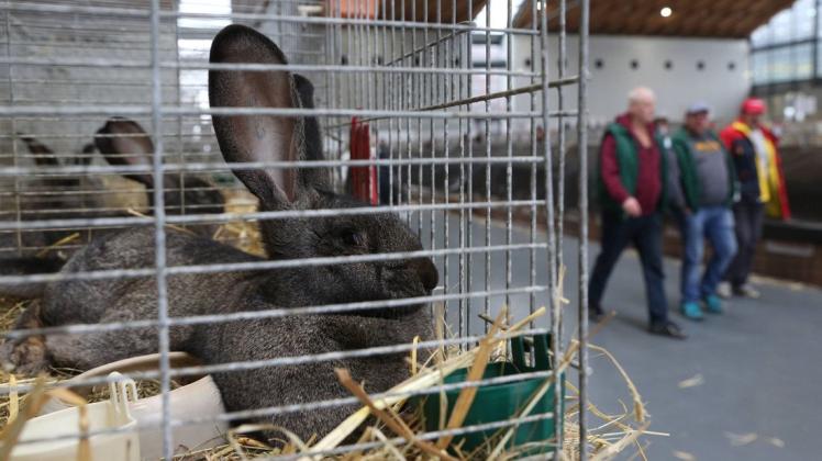 Zwischen Kaninchenkäfigen kam es auf der Bundesrammlerschau in Halle zu einer Schlägerei. Foto: imago/Stockhoff