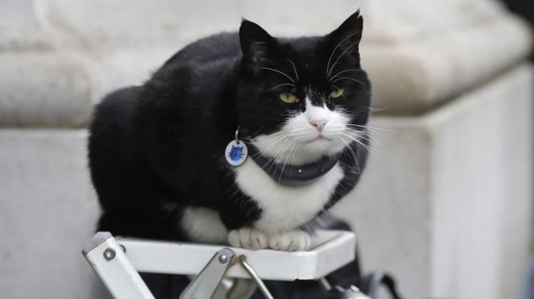 Palmerston, die Katze des Außenministeriums, geht in Rente.